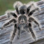 tarantula-pelo-rizado-brachypelma-albopilosum