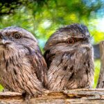 tawny-frogmouth-podargus