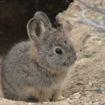 the-volcano-rabbit-romerolagus-diazi-also-known-as-v0-ywirh7k0d05b1.jpg