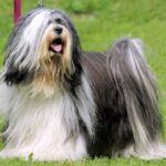 tibetsky-terier
