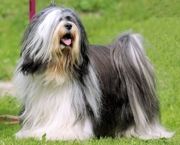 Tibetský teriér