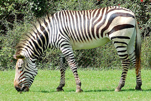 Zebra hartmannové