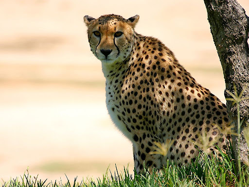 Gepard severoafrický