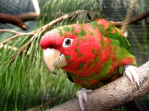 Aratinga kubánský