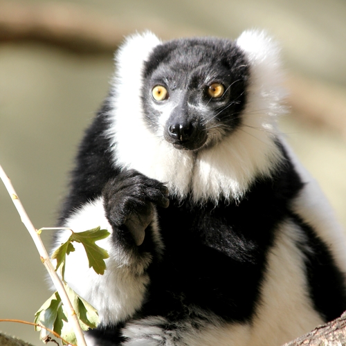 Lemur vari