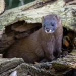 vison-europeo_mustela-lutreola-768×576.jpg