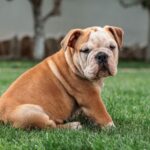 xangielski-buldog-szczeniak.jpg,q1625127583285.pagespeed.ic.tfWERJwlex