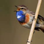 000558_thumbnail