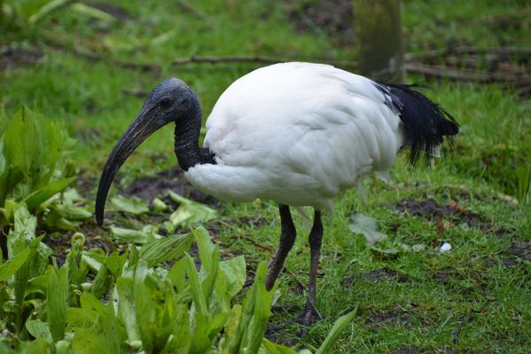 Ibis posvátný