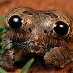01-waq-weird-frogs-NationalGeographic_676159