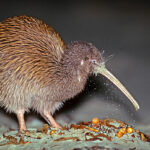 Kivi hnědý 01443140