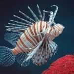 1-Pterois-volitans-©-Giuseppe-Mazza.jpg