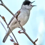 1-Sylvia-atricapilla.jpg
