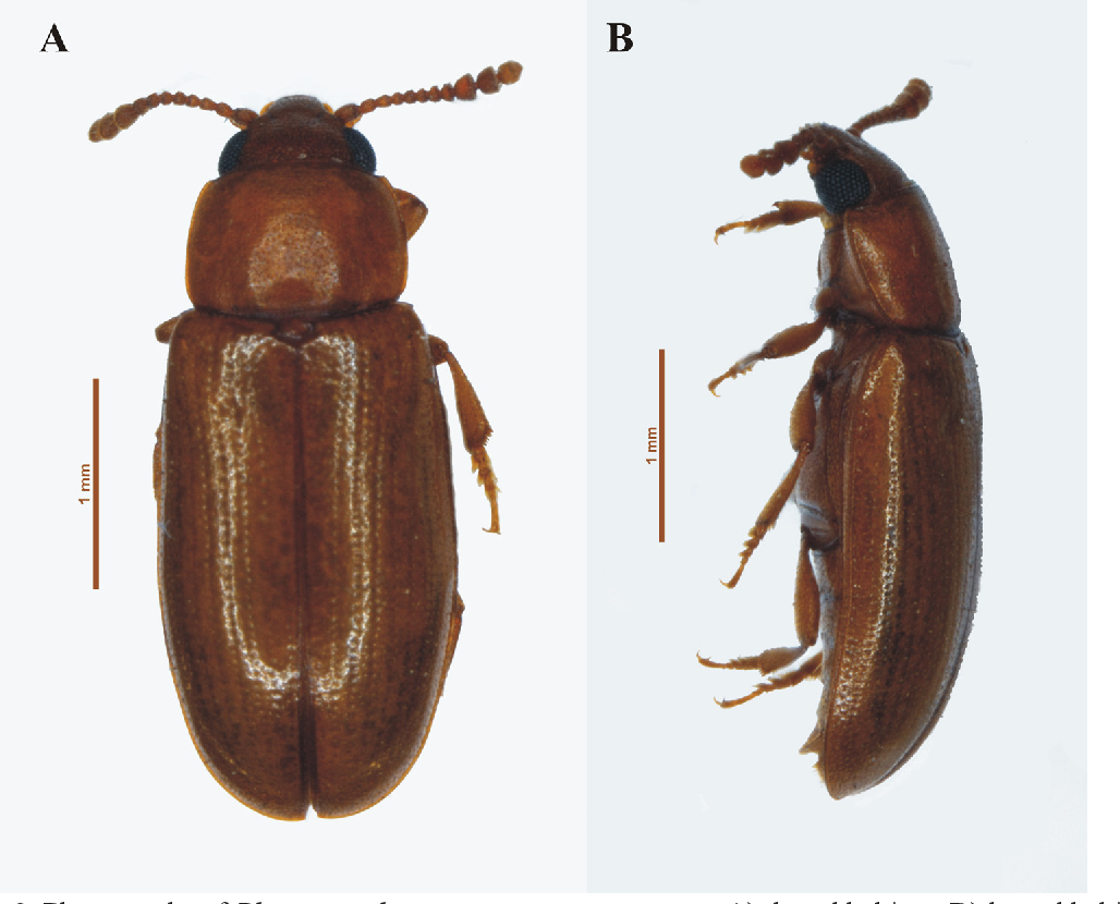 Pharaxonotha esperanzae