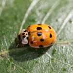 10 spot Adalia 10punctata adult typical_f. decempunctata_Mike Majerus