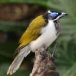 Medosavka modrolící 100294_medium