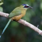 Momot černolící 1200