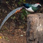 Bažant diamantový 1200