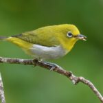 Kruhoočko japonské 1200-2