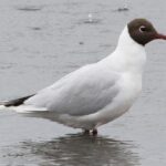 1200-2