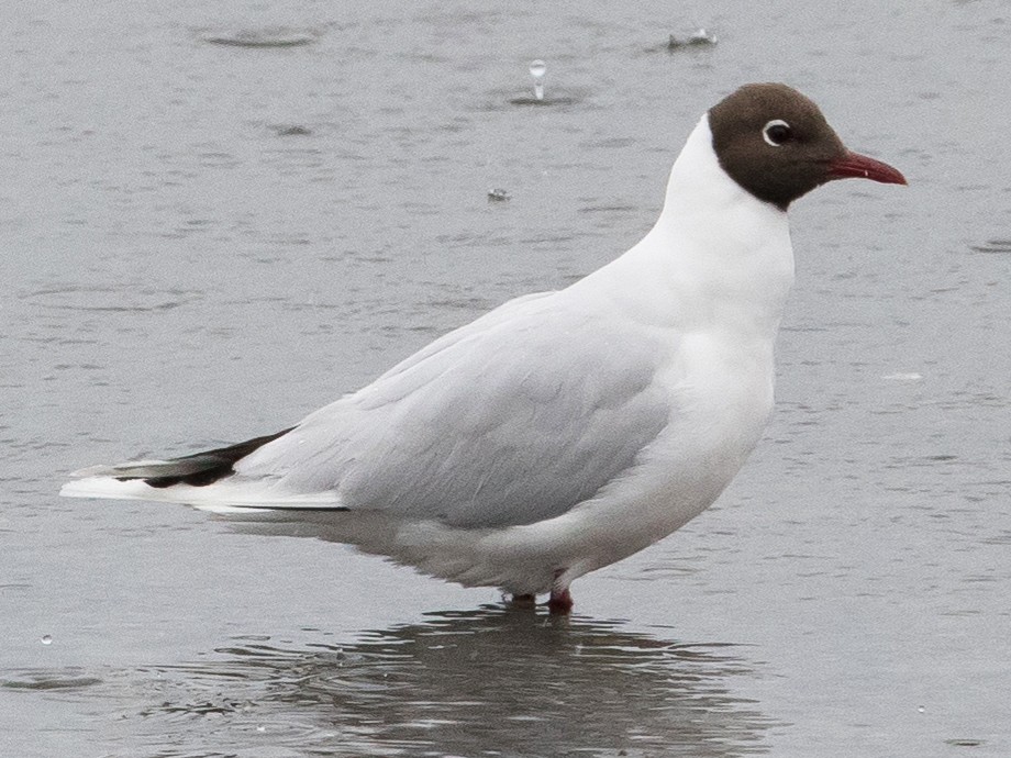 Racek patagonský