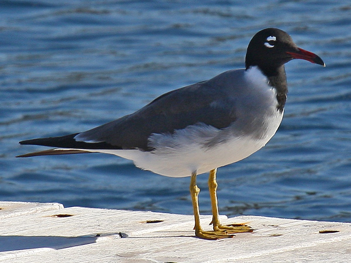Racek bělooký