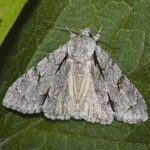 1200px-Acronicta.psi.7153