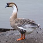 1200px-Anser_cygnoides_dom_Hoeckergans_2