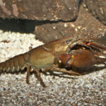 1200px-Astacus_astacus_male
