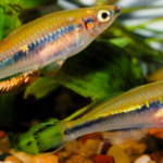 1200px-Bedotia_madagascariensis