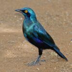 Tshokwane, Kruger NP, SOUTH AFRICA