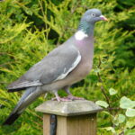 1200px-Columba_palumbus_-garden_post-8