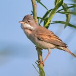 1200px-Common_Whitethroat
