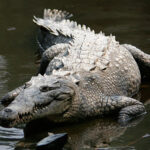 1200px-Crocodylus_acutus_mexico_02-edit1