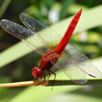 1200px-CrocothemisErythraeaMale