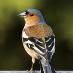 1200px-Fringilla_coelebs_chaffinch_male_edit2