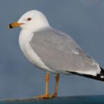 1200px-Larus-delawarensis-021