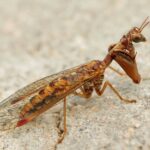 1200px-Mantispa_styriaca01
