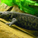 1200px-Pleorodeles_waltl