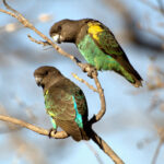 1200px-Poicephalus_meyeri_-Zimbabwe_-two-8-3c