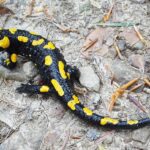 1200px-Salamandra_salamandra_BM3