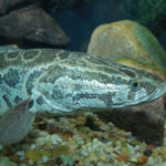 1200px-Snakehead_-_Channa_argus_2