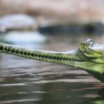 1280px-Gavialis_gangeticus,_ZOO_Praha_045