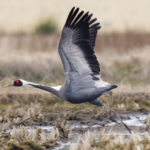 1280px-Grus_vipio_(White-naped_Crane)_at_Saijo,Ehime