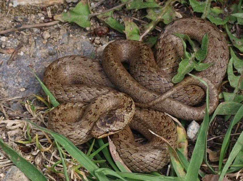 Užovka hladká