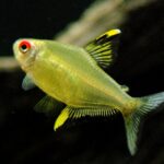 1406213675_hyphessobrycon-pulchripinnis