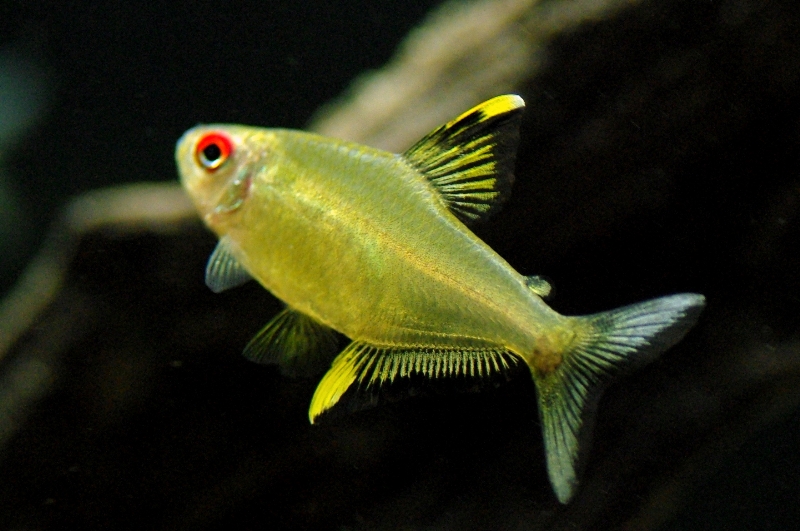 Tetra citronová