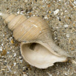 141298_fossile-shell-neptunea-angulata