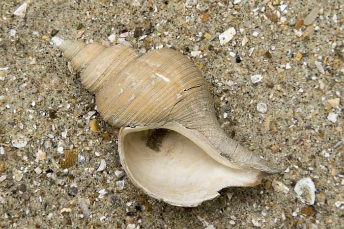 Neptunea angulata