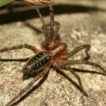 1449261073-obr-c12-agelena-labyrinthica-80609
